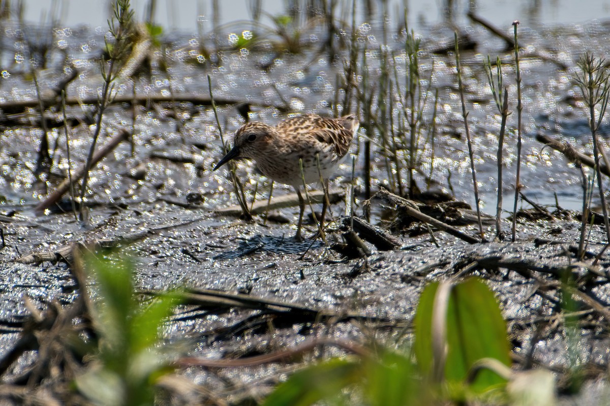 Least Sandpiper - ML339364411