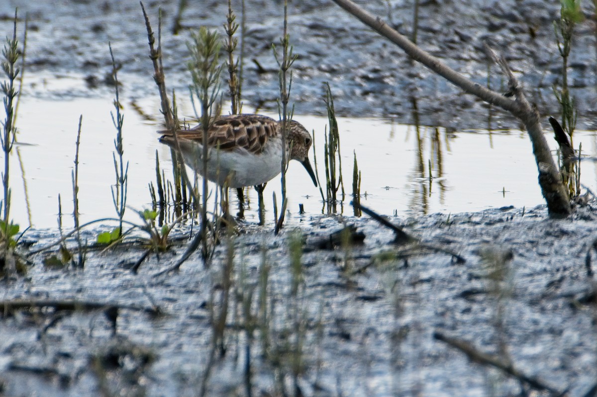 Least Sandpiper - ML339364421