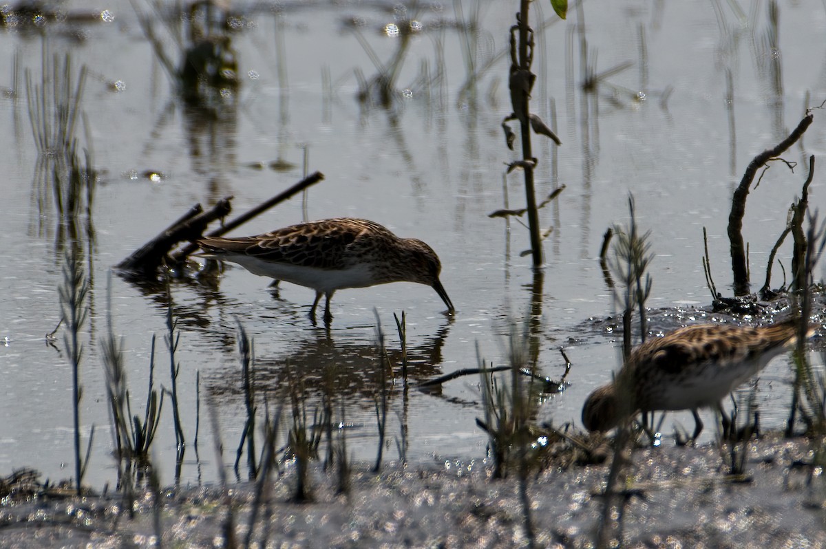 Least Sandpiper - ML339364431