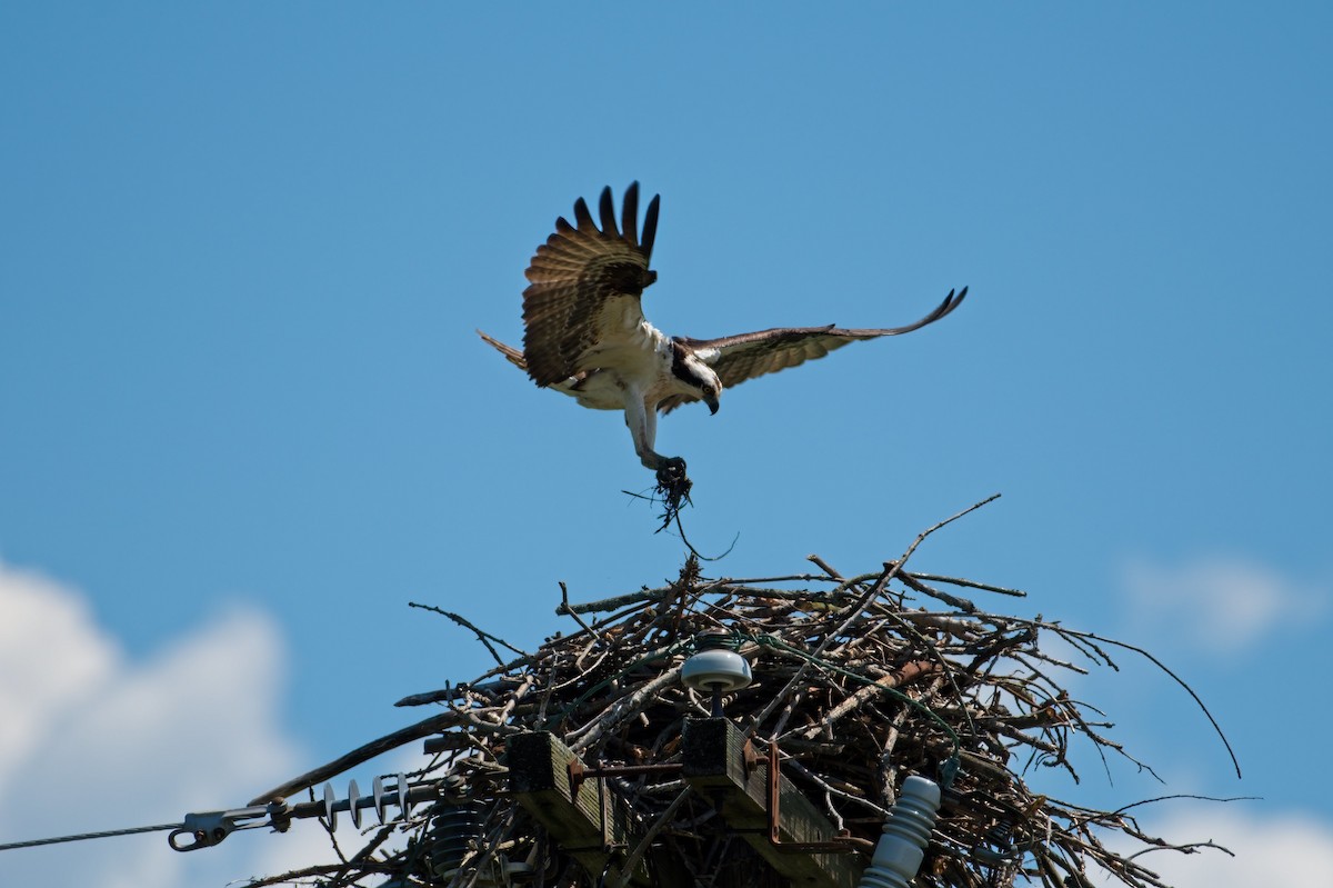 Osprey - ML339364841