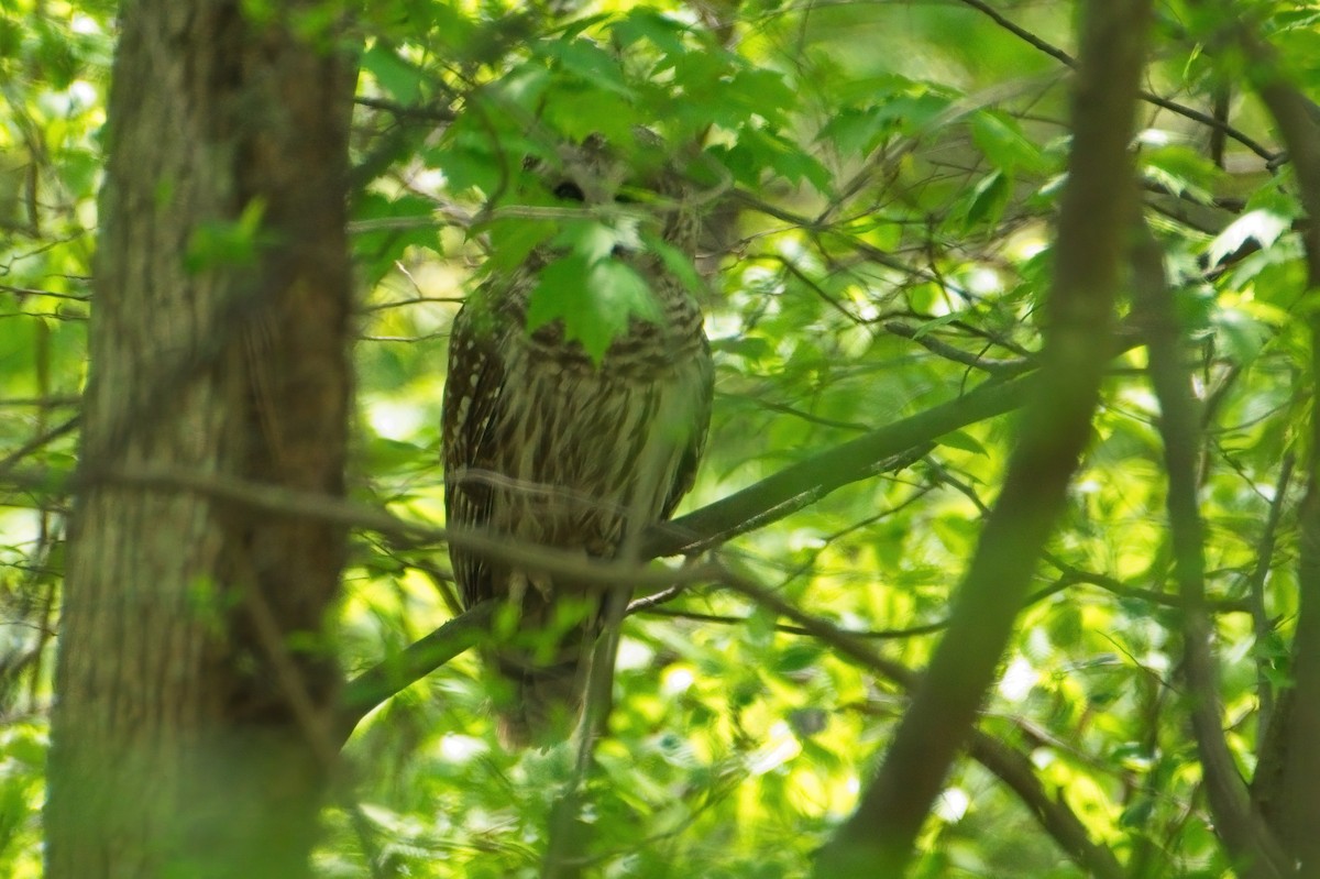 Barred Owl - ML339364881