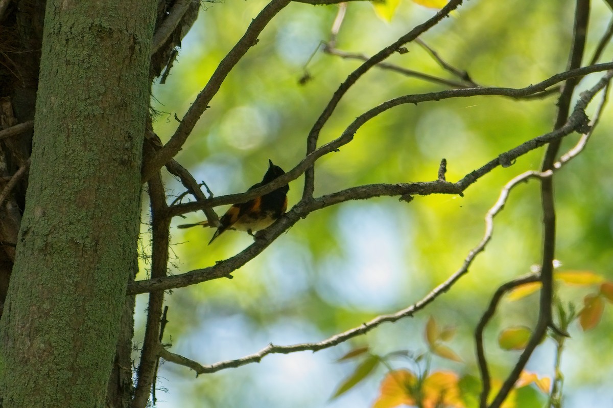 American Redstart - ML339364921