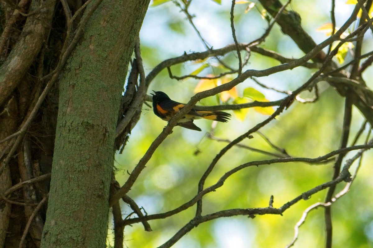 American Redstart - ML339364931