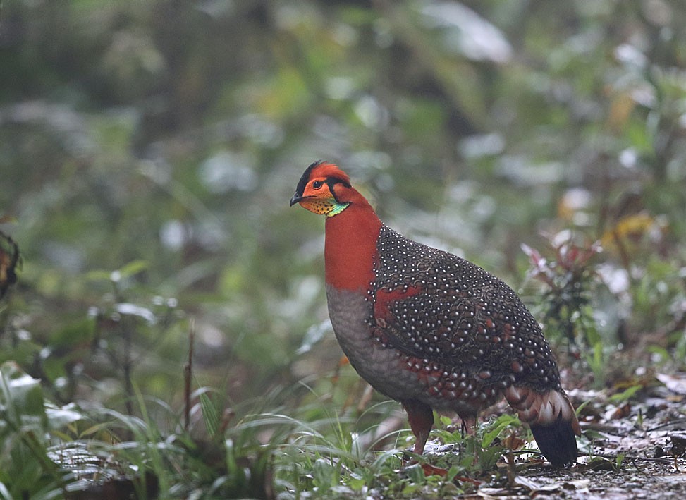 Blyth's Tragopan - ML339364961