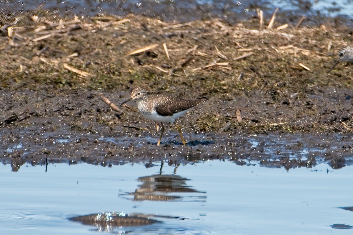 Solitary Sandpiper - ML339365751