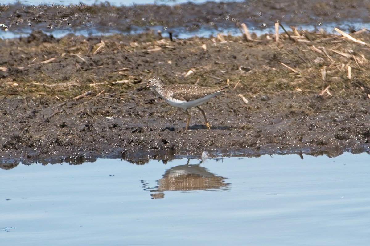 Solitary Sandpiper - ML339365851