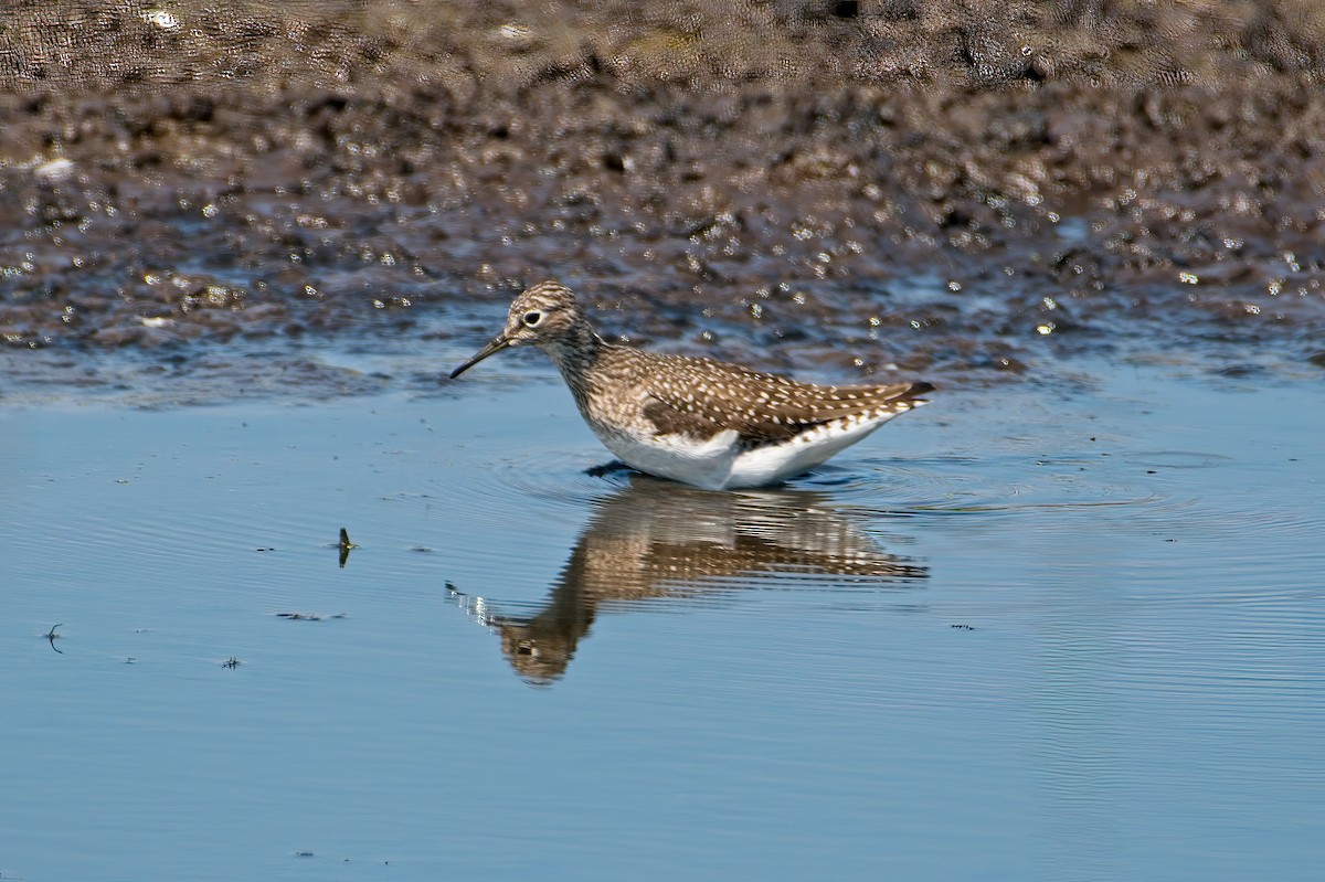 Solitary Sandpiper - ML339365861