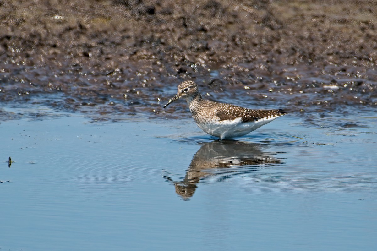 Esmer Düdükçün - ML339365871