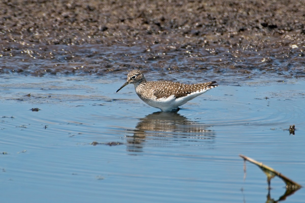 Solitary Sandpiper - ML339365881