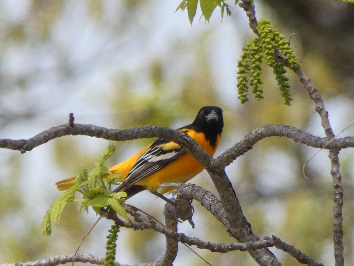Baltimore Oriole - ML339365911