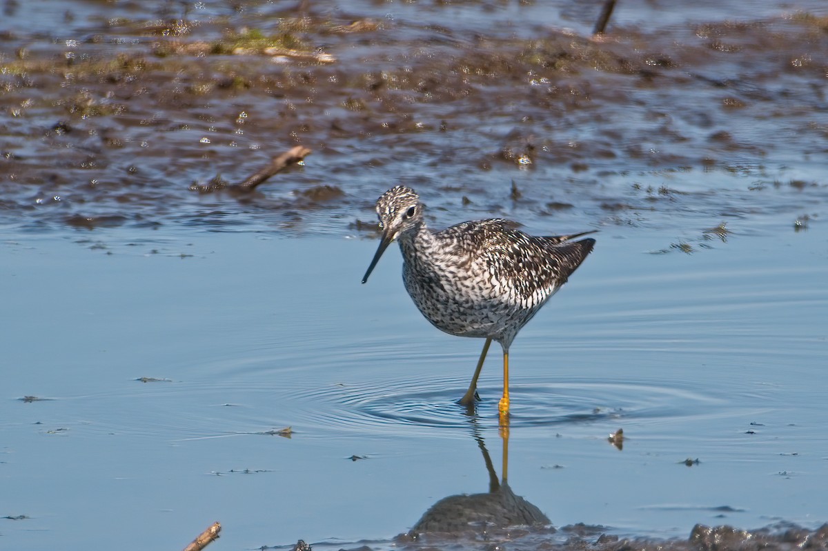 Lesser/Greater Yellowlegs - ML339365971