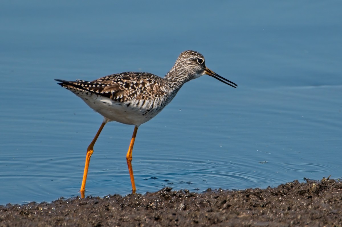 Lesser/Greater Yellowlegs - ML339365981