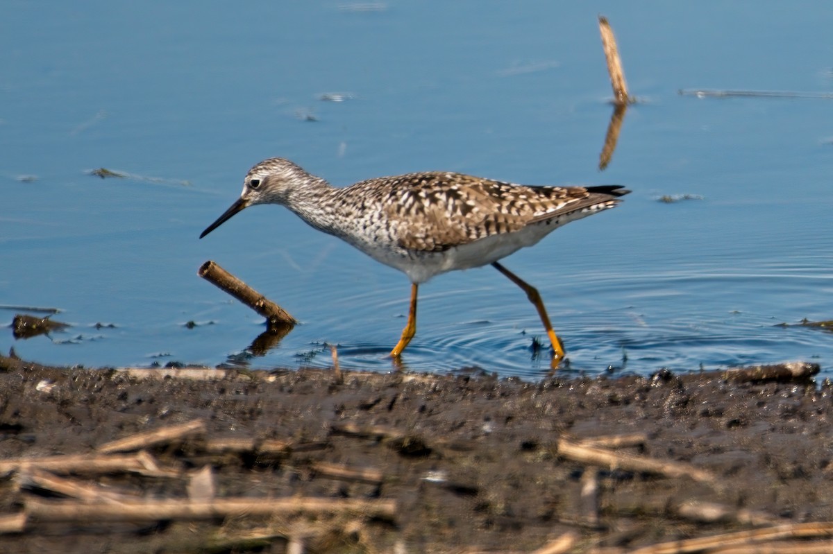 Lesser/Greater Yellowlegs - ML339365991