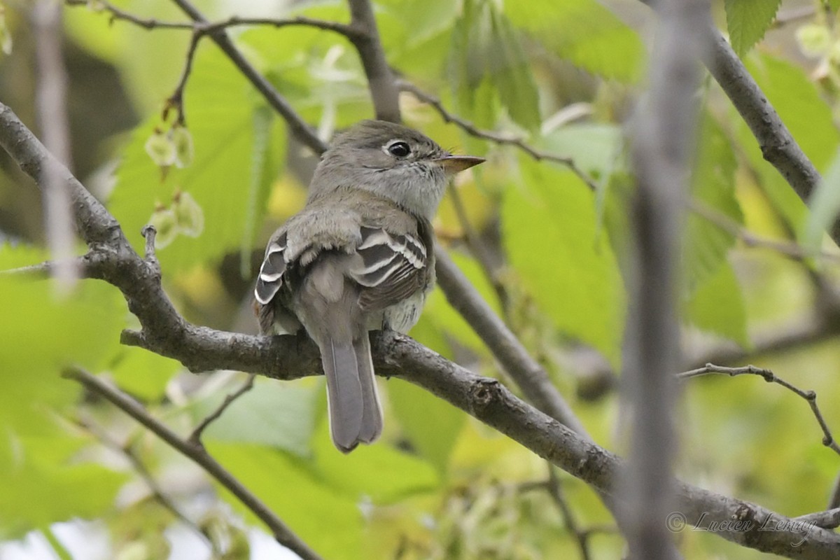 Least Flycatcher - Lucien Lemay