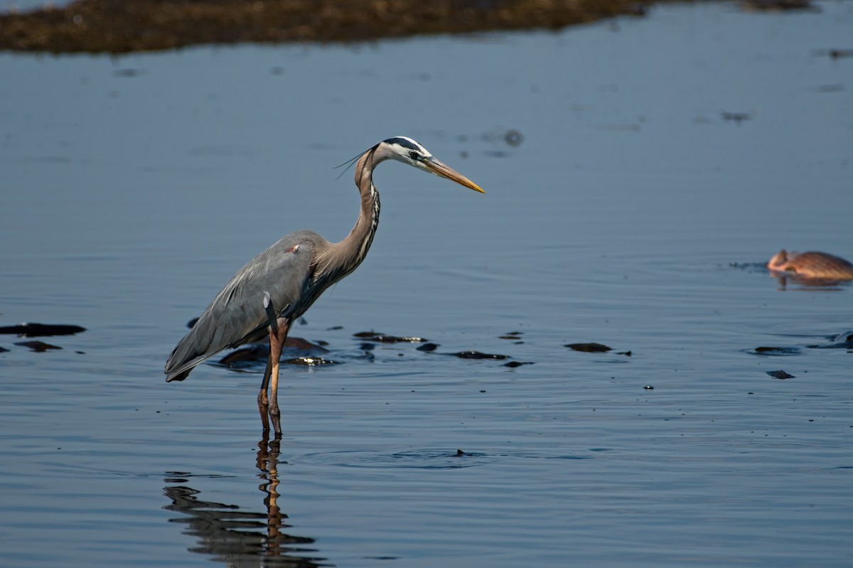 Great Blue Heron - ML339367121