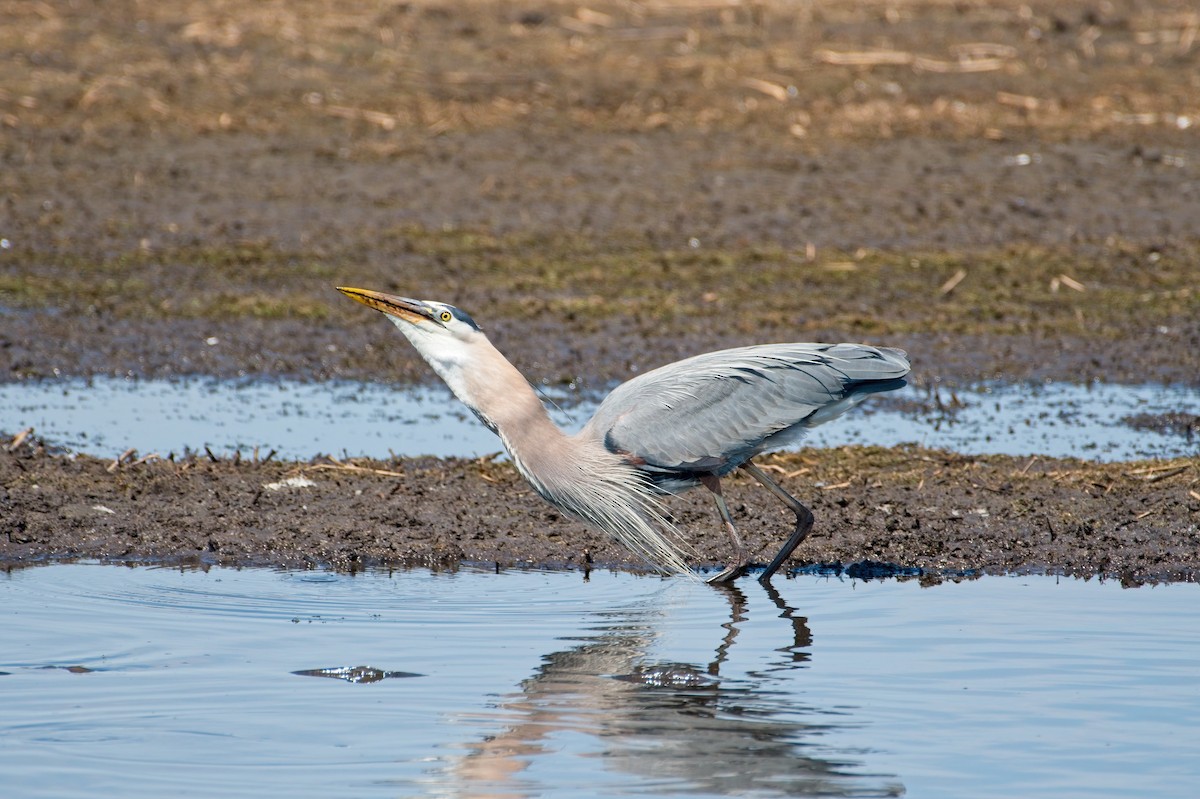 Great Blue Heron - ML339367131