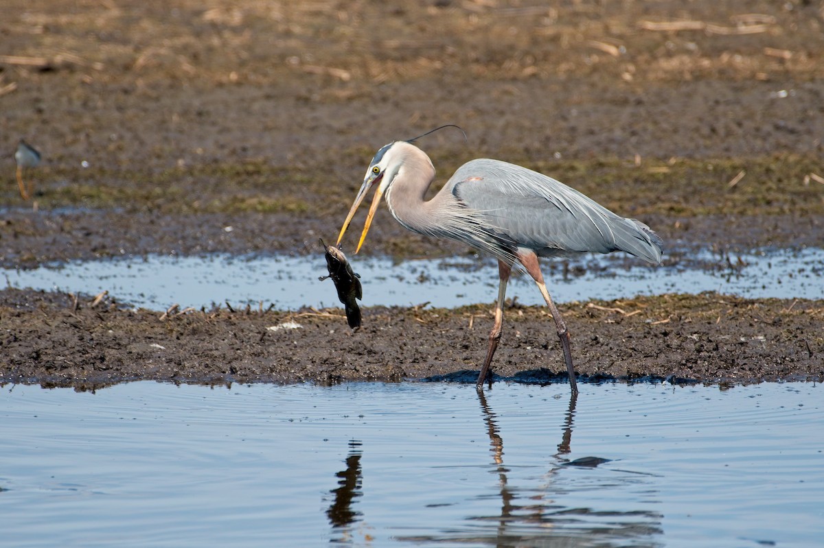 Great Blue Heron - ML339367141