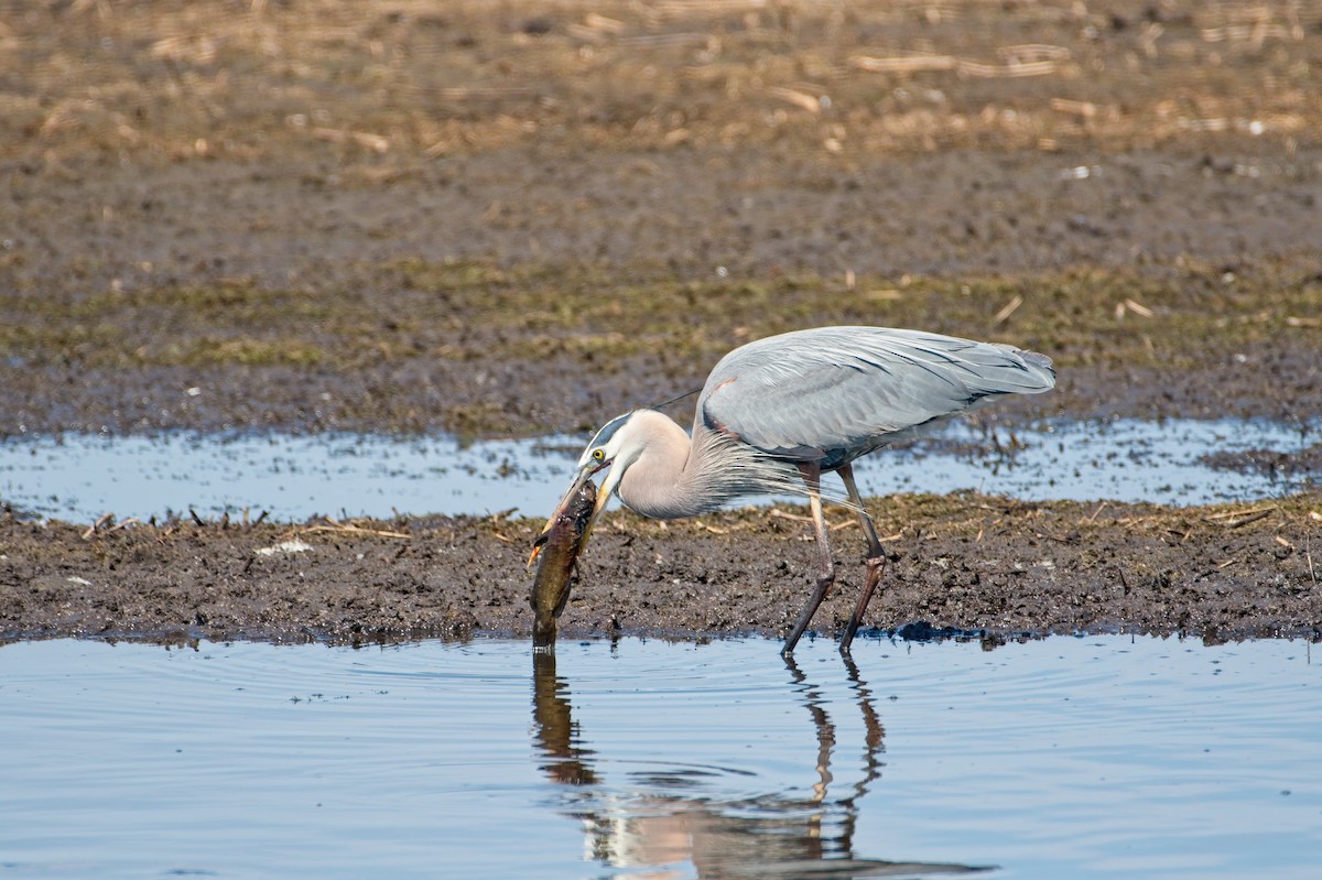 Great Blue Heron - Ben McGann