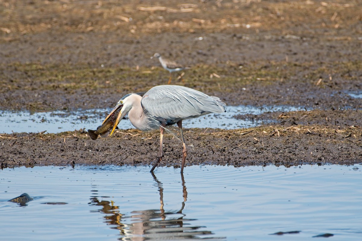 Great Blue Heron - ML339367211