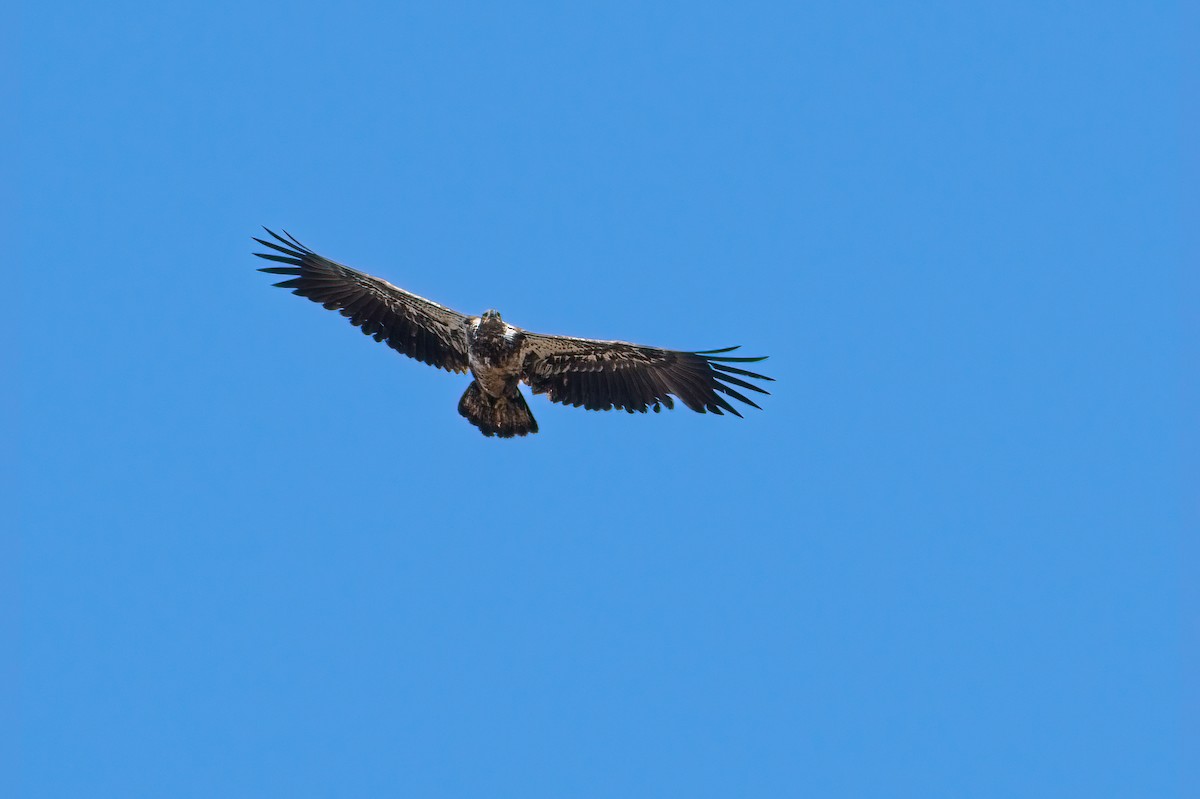 Bald Eagle - ML339367401