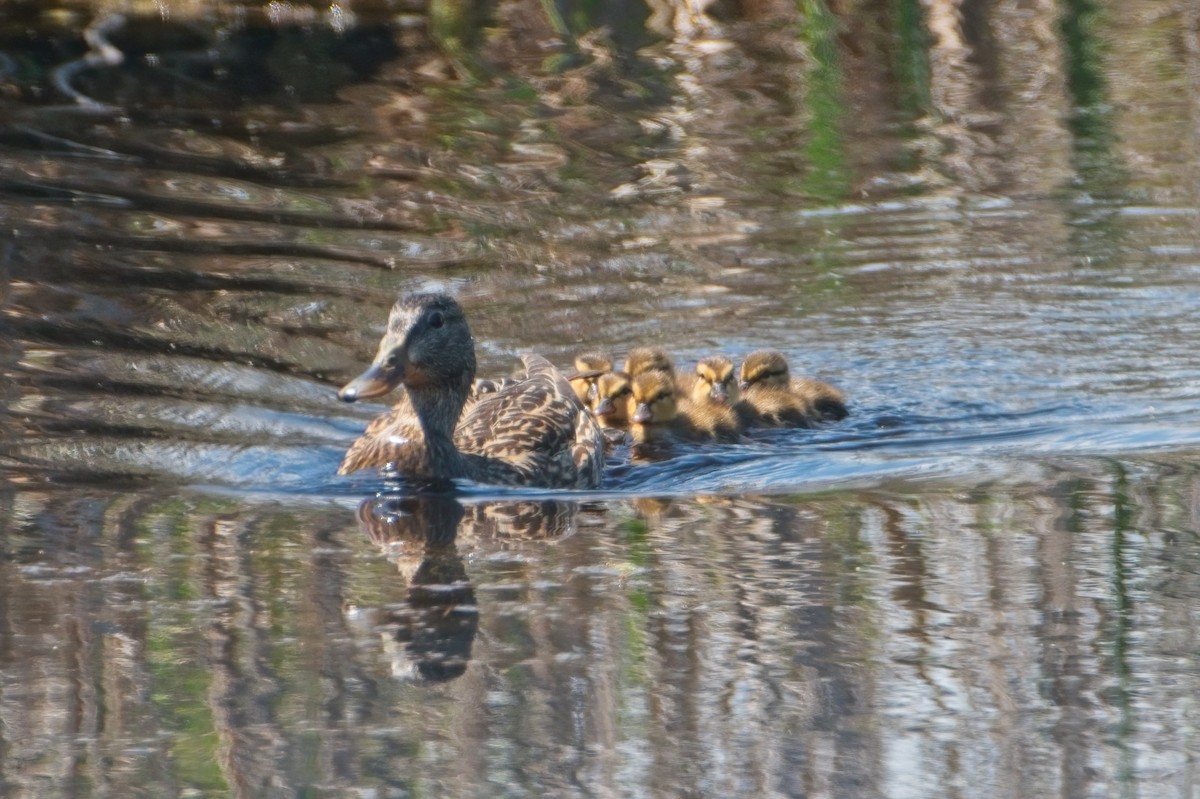 Mallard - ML339367661