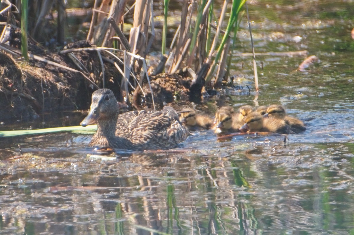 Mallard - ML339367671