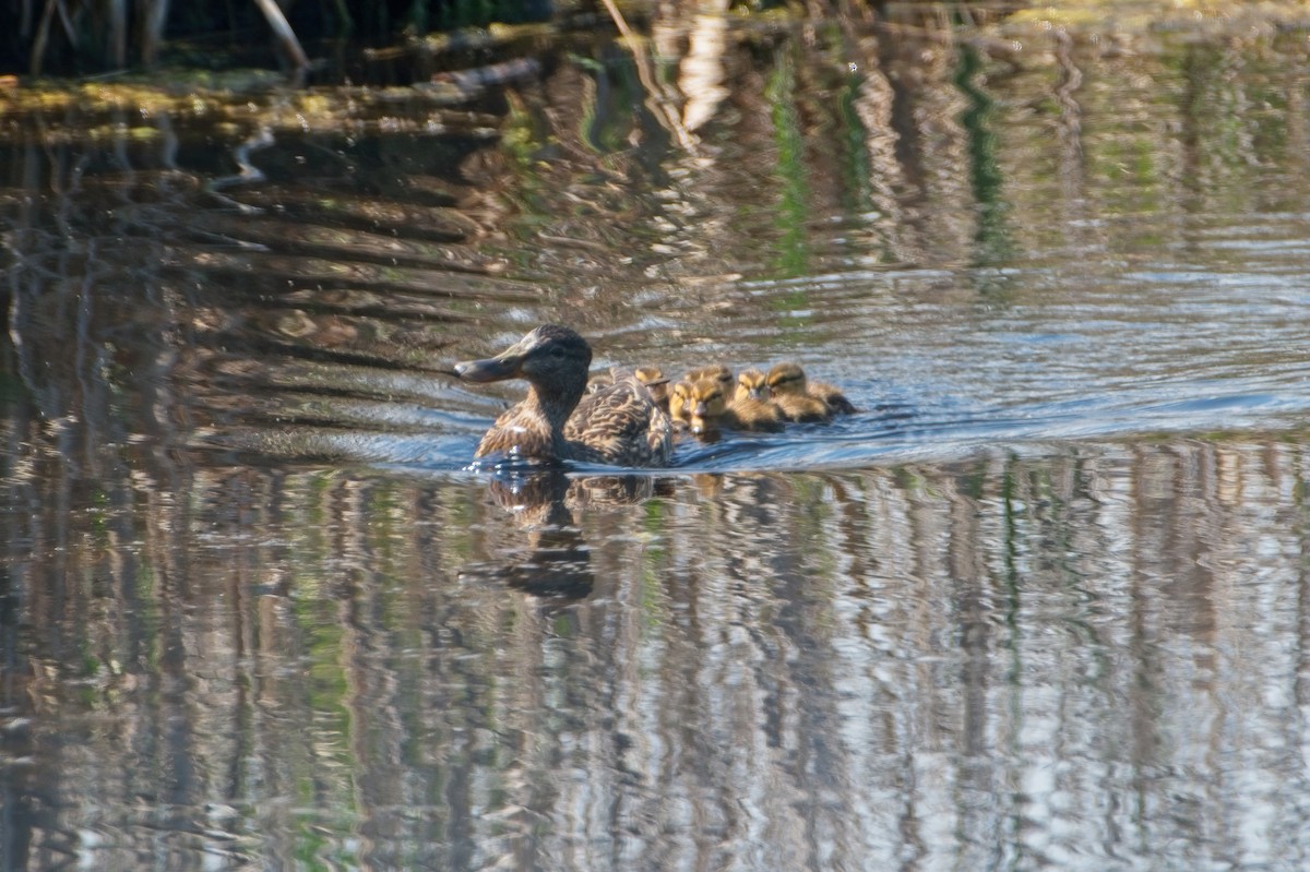 Зэрлэг нугас - ML339367681