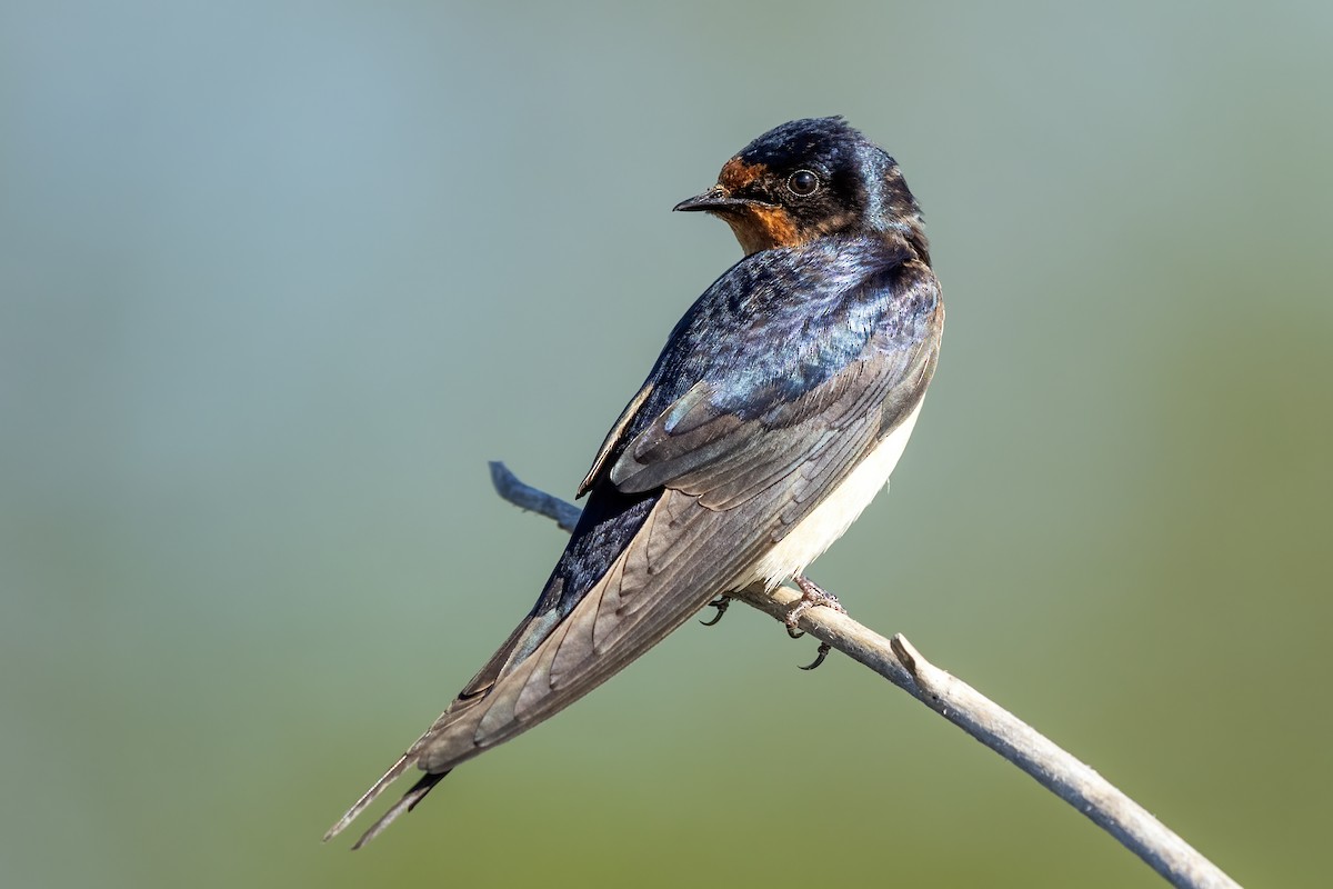 Barn Swallow - ML339367721