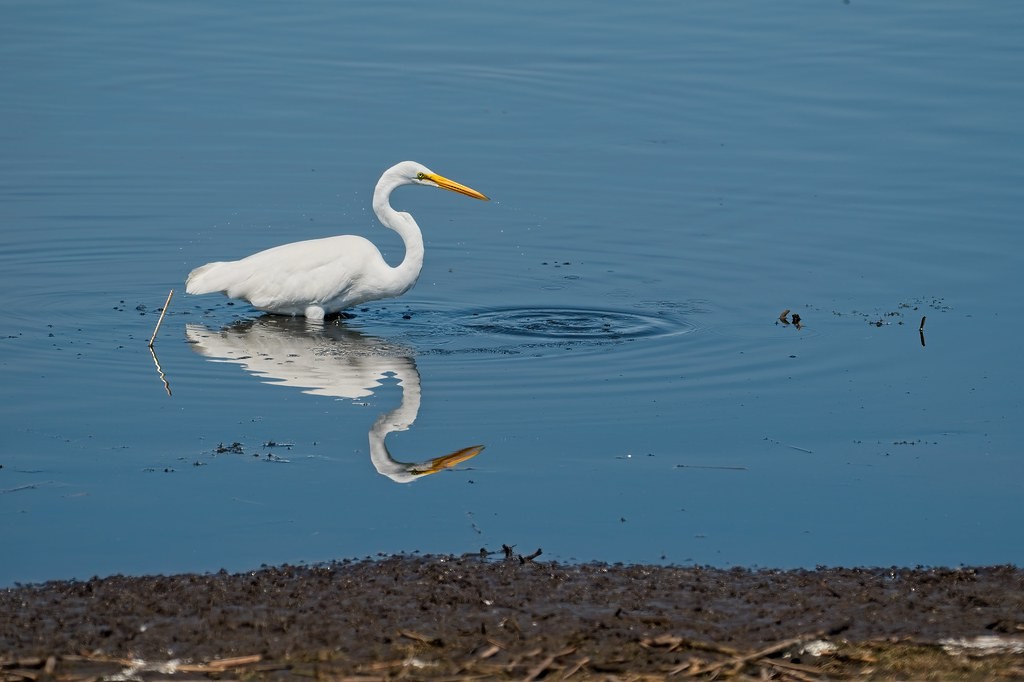 Great Egret - ML339368161