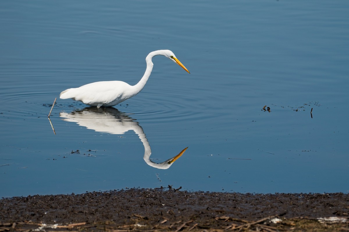 Great Egret - ML339368191