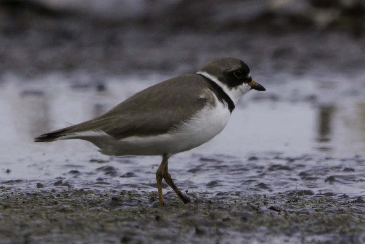 Semipalmated Plover - ML339368331