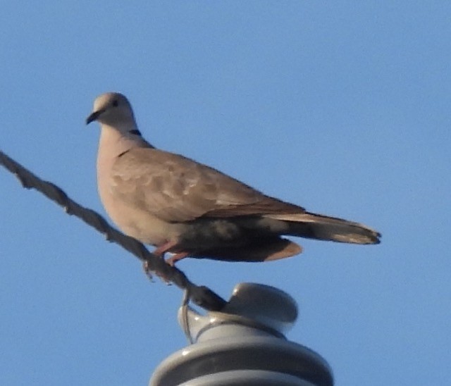 Eurasian Collared-Dove - ML339368591