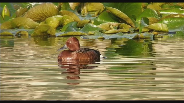 Ferruginous Duck - ML339370381