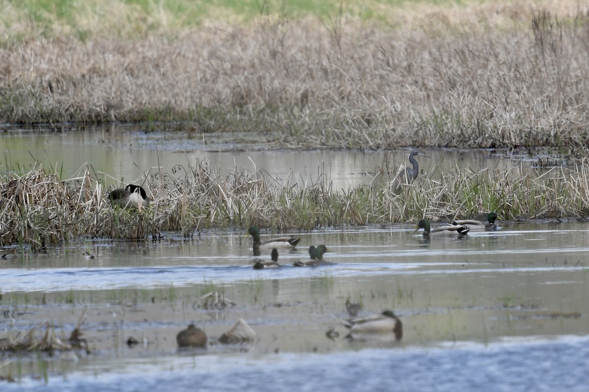 Stockente - ML339371001