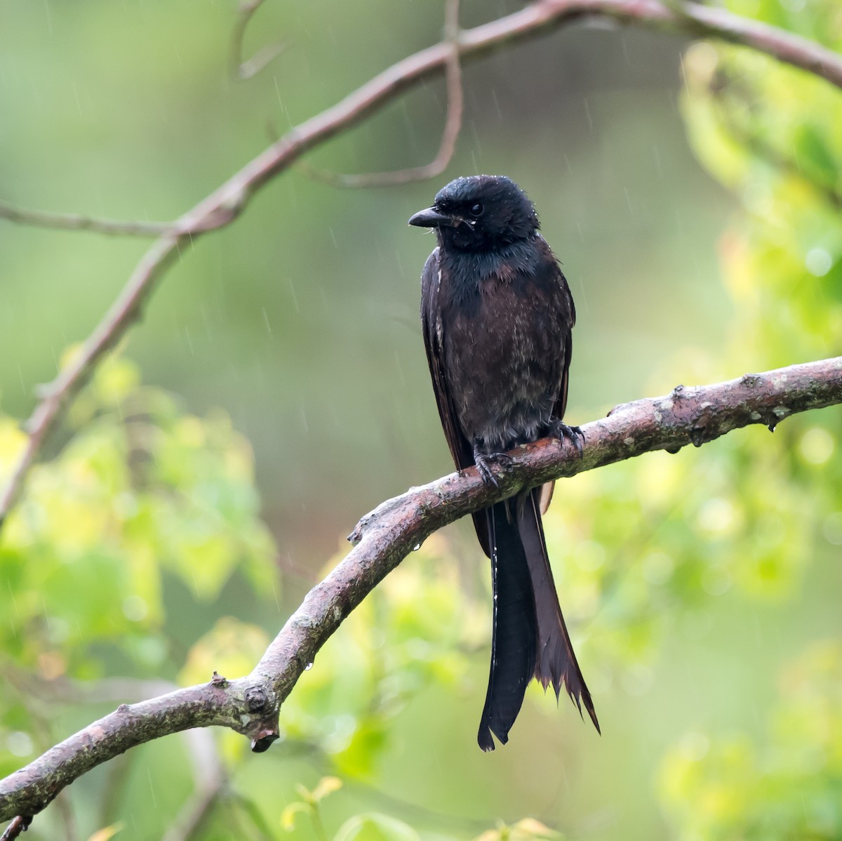 Black Drongo - ML339371091