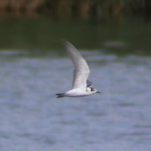Black Tern - ML33937111