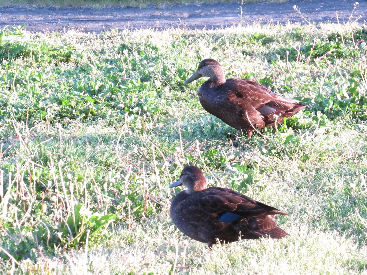 American Black Duck - ML339371151
