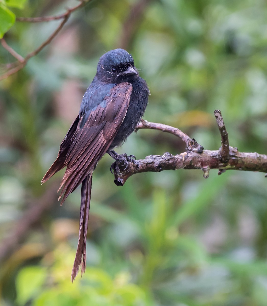 Black Drongo - Kai Pflug