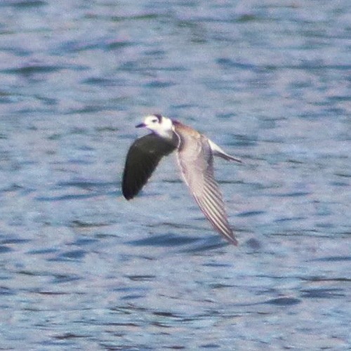 Black Tern - ML33937121