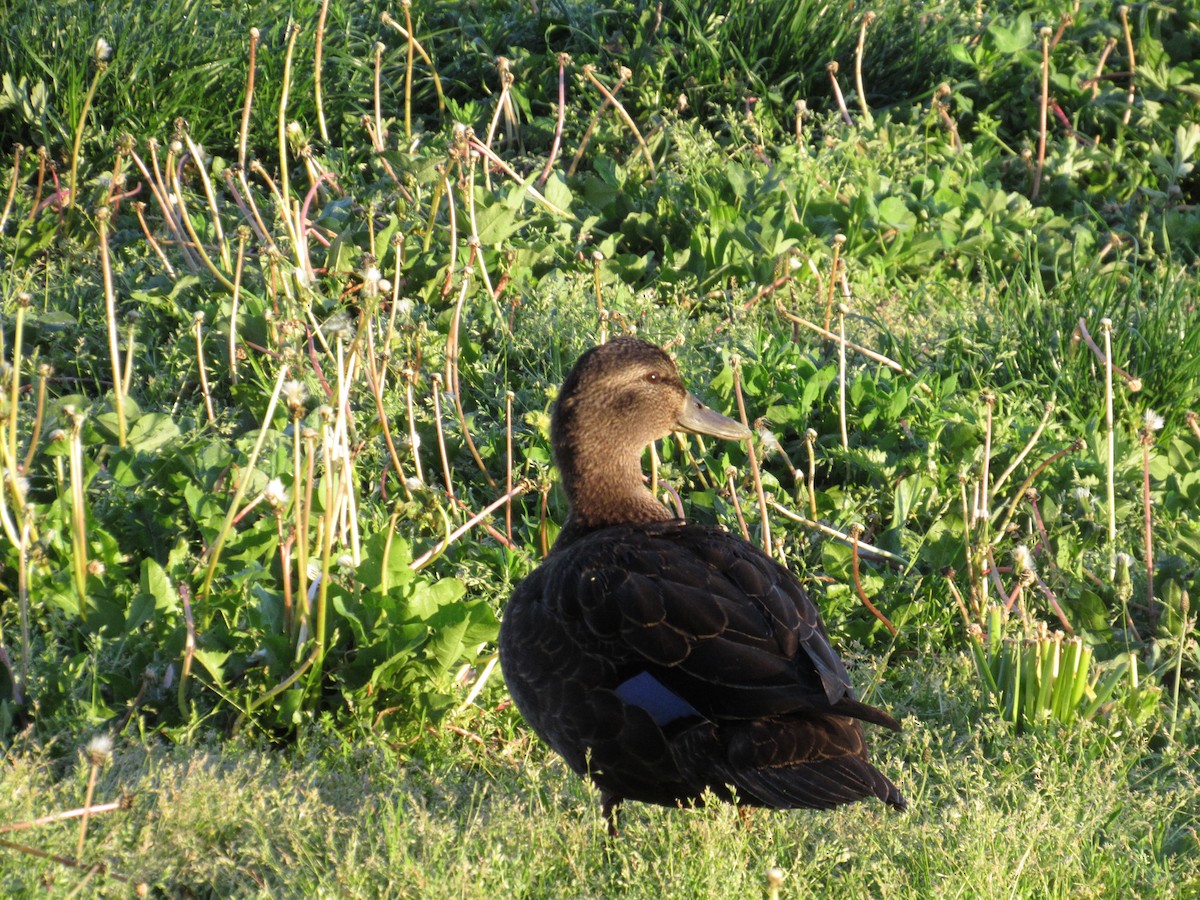 American Black Duck - ML339371241