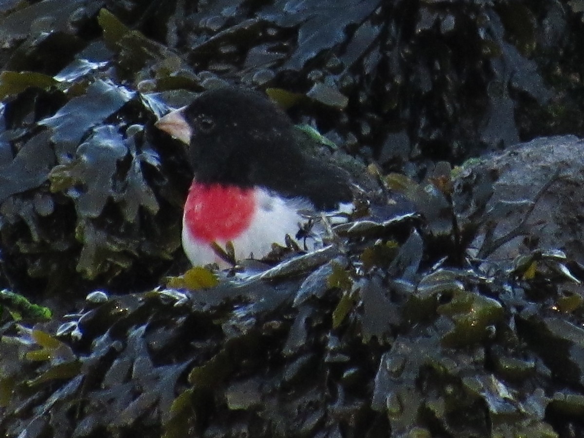 Rose-breasted Grosbeak - ML339371841