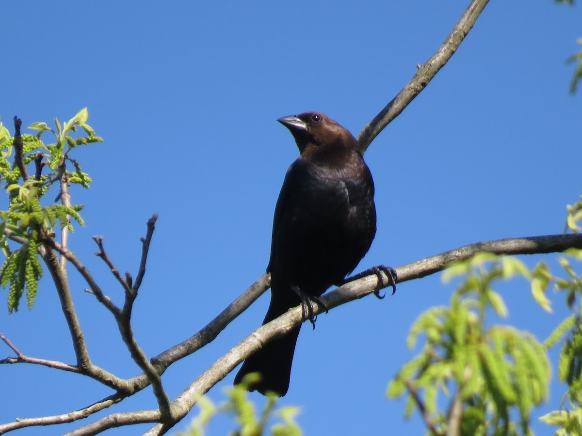 Brown-headed Cowbird - ML339372051