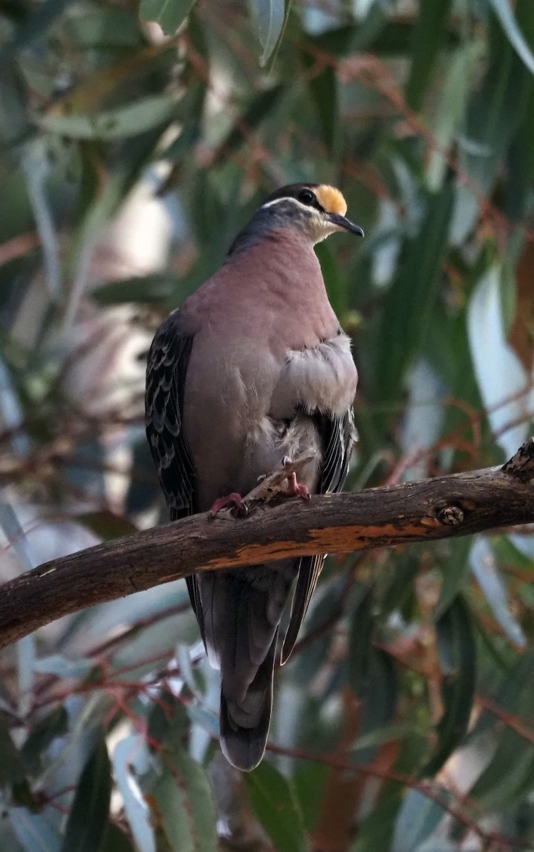 Common Bronzewing - ML339373171