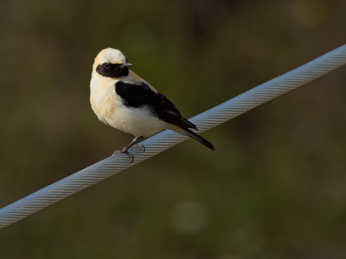 Western Black-eared Wheatear - ML339373611