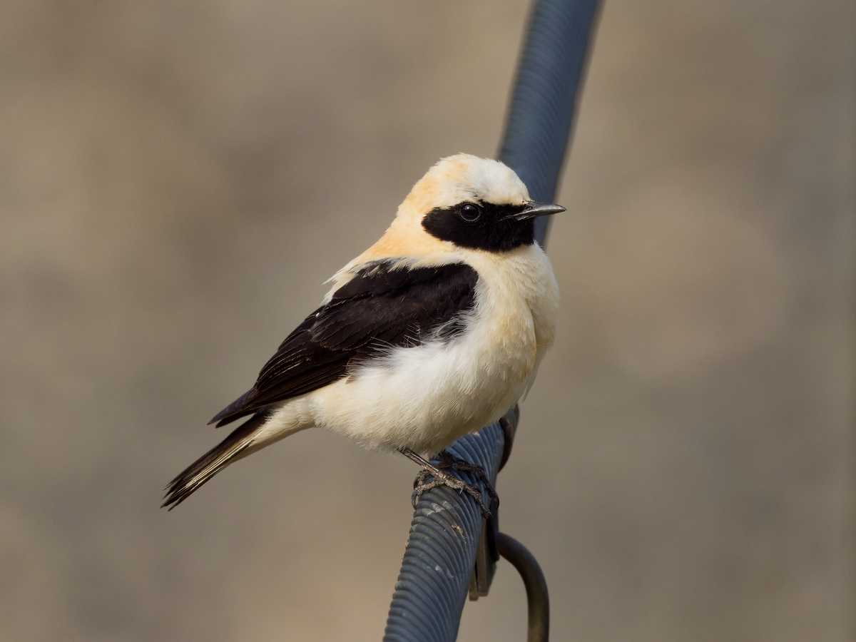 Western Black-eared Wheatear - ML339373621