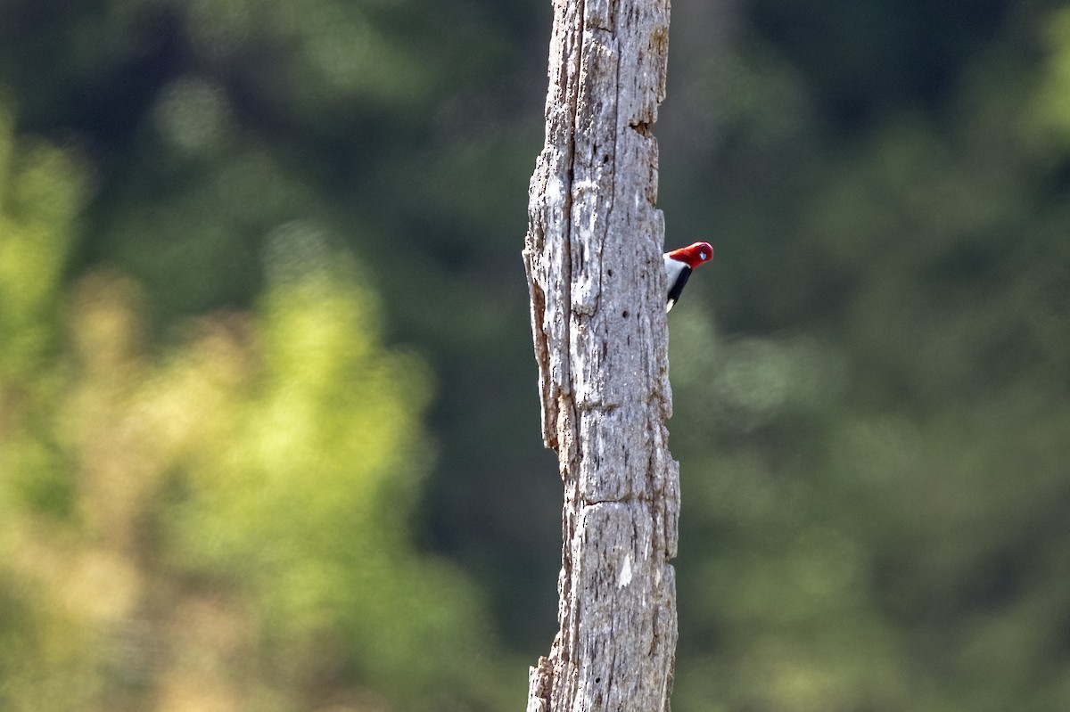 Red-headed Woodpecker - ML339375961