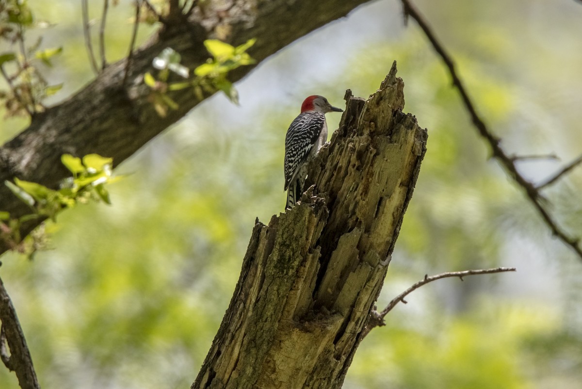 Red-bellied Woodpecker - ML339376081