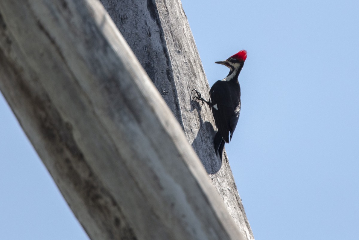Pileated Woodpecker - ML339376141