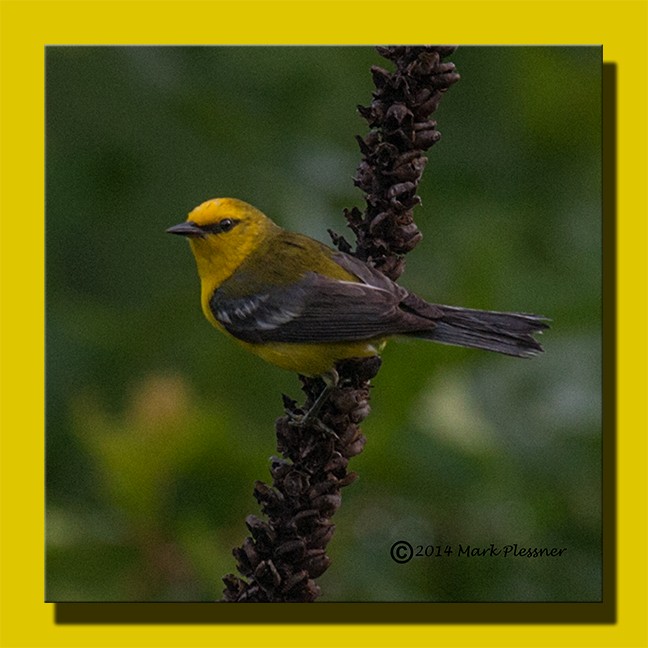 Blue-winged Warbler - ML33937691