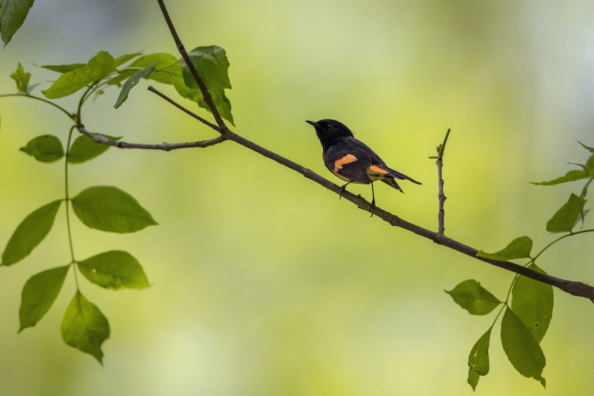 American Redstart - ML339377521